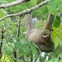 Sloth Tanah Purba Mediterania 2