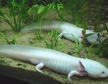 Ukuran Terbesar Axolotl